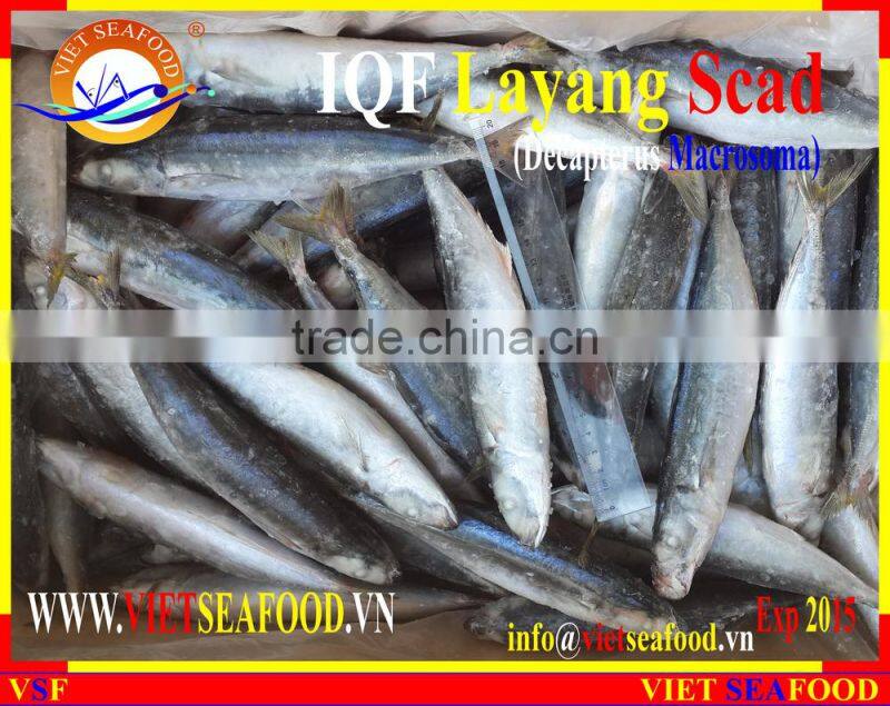 IQF LAYANG SCAD WHOLE ROUND