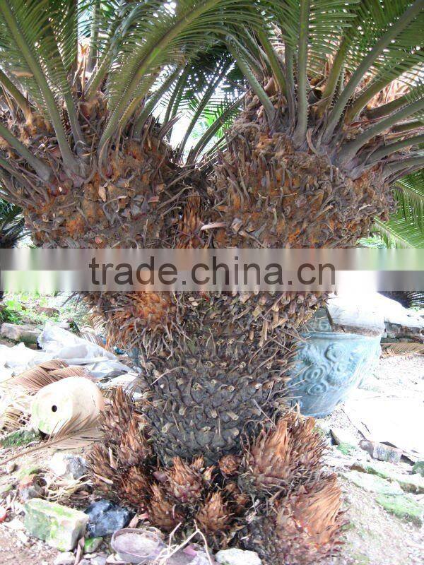 cycas revoluta multi-heads in land