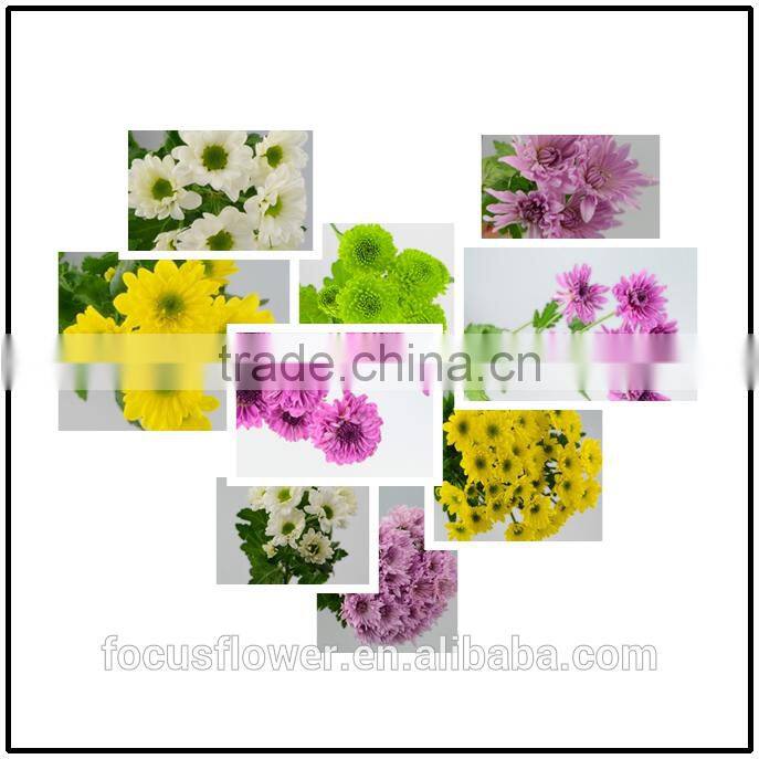 2017 Fresh Cut Chrysanthemum With All Colors Available Wholesale