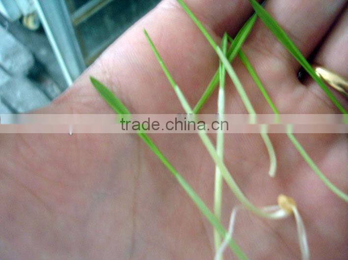 New Autmation Bean Sprout Machine