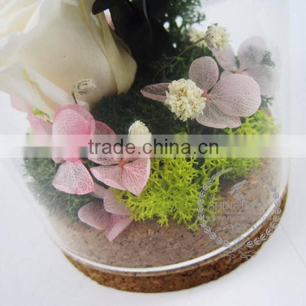 white rose dry preserved flower glass terrarium dome home decoration table centerpiece ornament indoor gardening 0120002