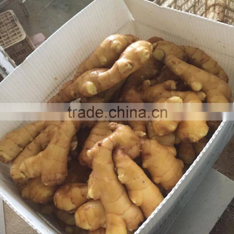 chinese mature ginger price of fresh ginger