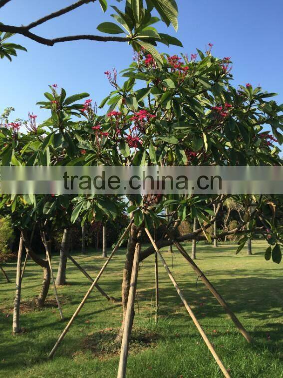 Red Flower Plumeria rubra L. cv. Acutifolia
