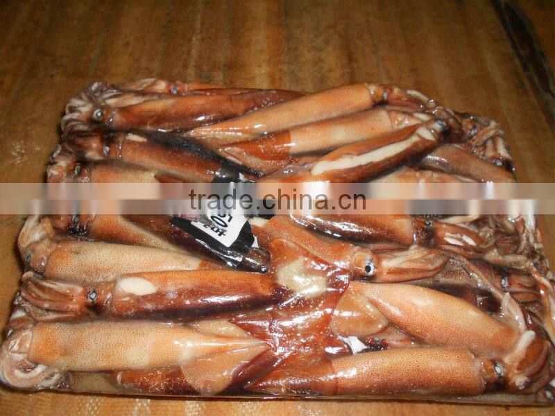 Frozen whole round illex squid