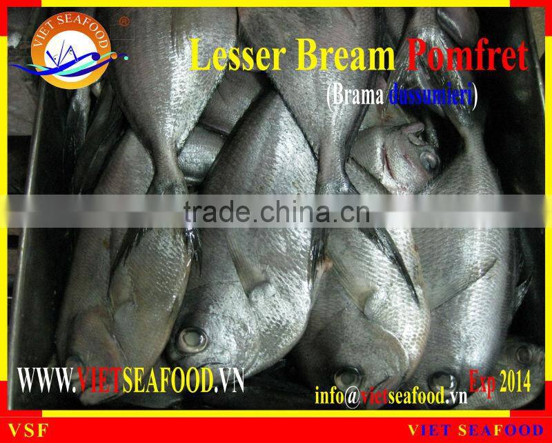 WHOLE ROUND FROZEN LESSER BREAM POMFRET