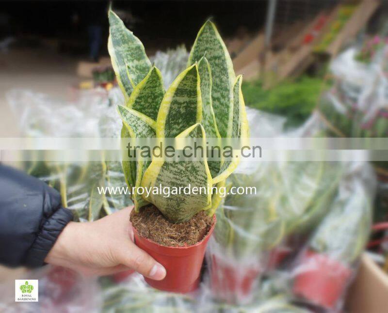 Sansevieria trifasciata(Snake Plant )Ornamental Plants