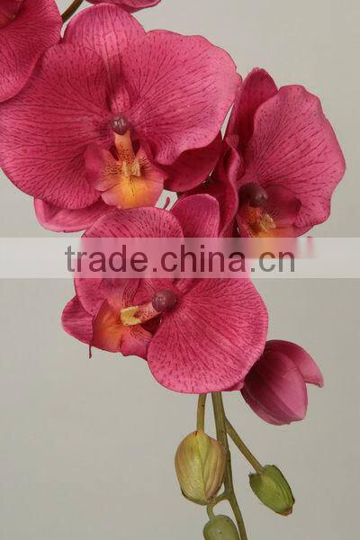 orchid butterfly cymbidium flower 27537