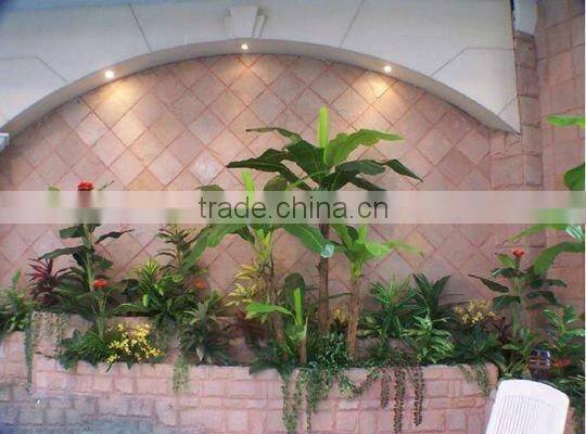 Large banana tree in group