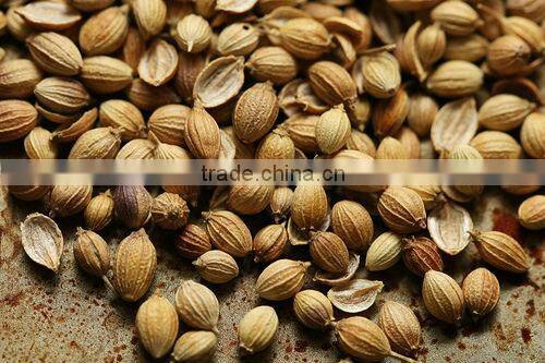 Coriander seeds