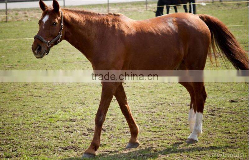 CE & FDA approved palm Veterinary Ultrasound Scanner on sale