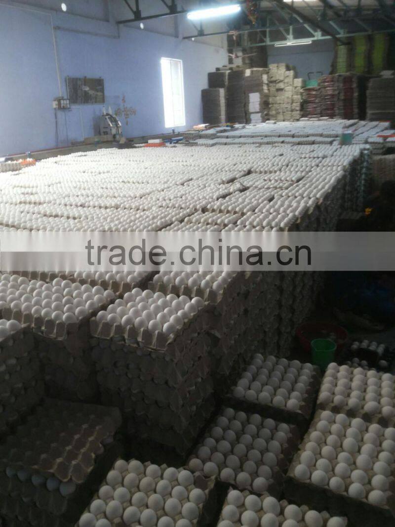 white shell egg bulk exporter