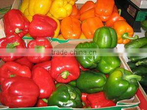 FRESH CAPSICUM ( RED - YELLOW - GREEN )
