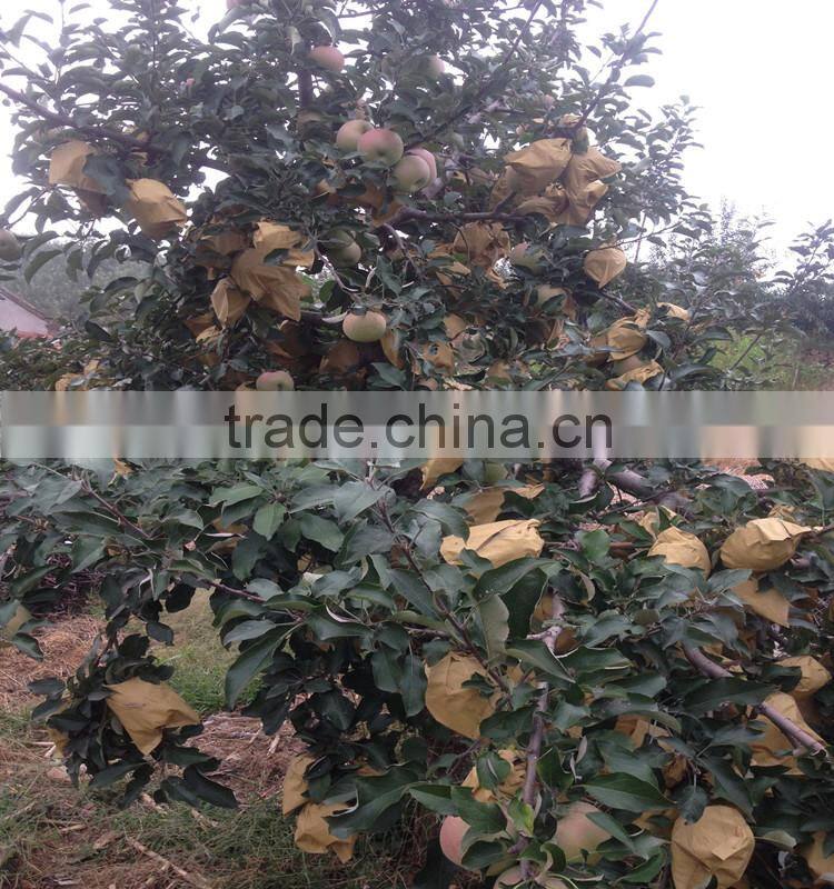 chinese red fuji apple