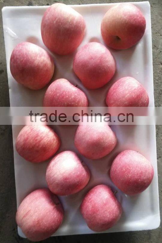 88# Fresh fuji apple