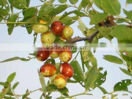 GMP Manufacturer Supply Natural Spine Date Seed Extract Powder