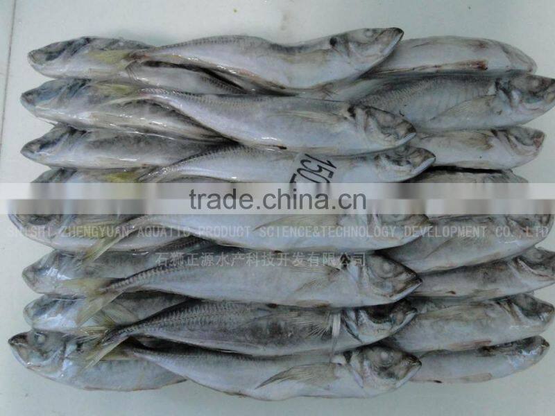 trachurus japnonicus Frozen Horse Mackerel Fish