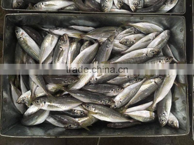 Chinese Frozen seafood/Frozen Fish Factory