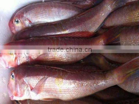 Frozen red horsehead fish