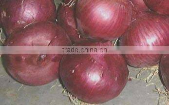 low price fresh red onion