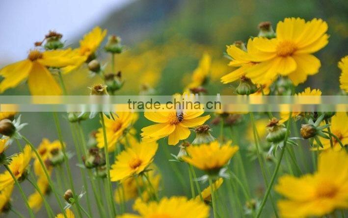 Coreopsis verticillata Linn. flower seeds,herb seeds,vegetalbe seed,fruit seed,grass seed