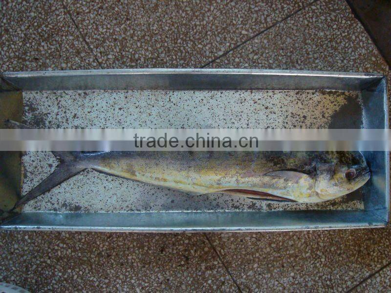 Frozen Mahi Mahi Gutted