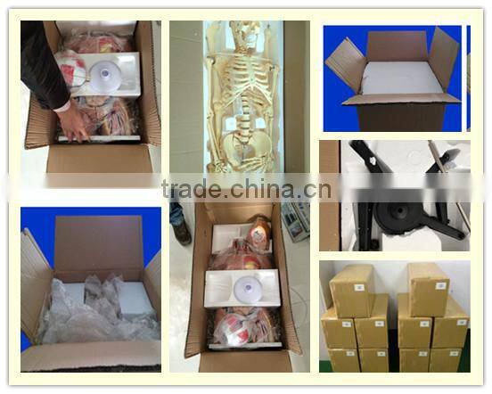 Human acupuncture model 100% factory 70cm
