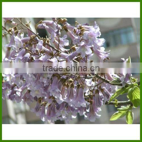 Royal Paulownia Tree Seeds For Fast Growing-High Quality