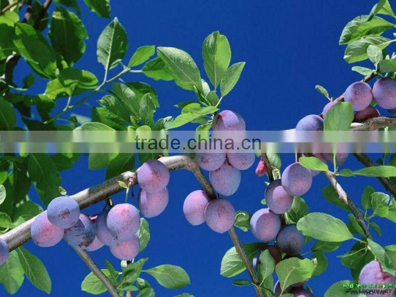 Bilberry Extract Powder