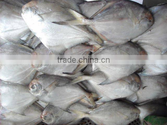 Silver Pomfret seafood