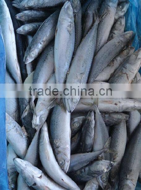 frozen seafood mackerel fish
