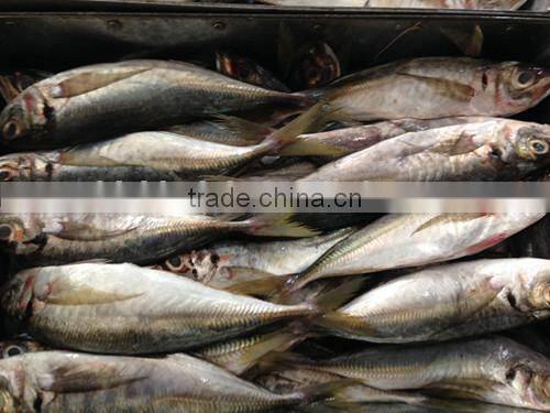 Superior quality 18CM China made frozen fresh horse mackerel