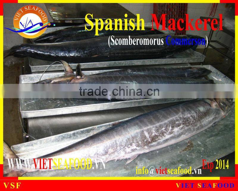 FROZEN STEAK SPANISH MACKEREL
