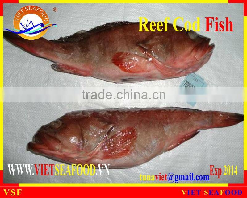 FROZEN REEF COD FISH WHOLE ROUND