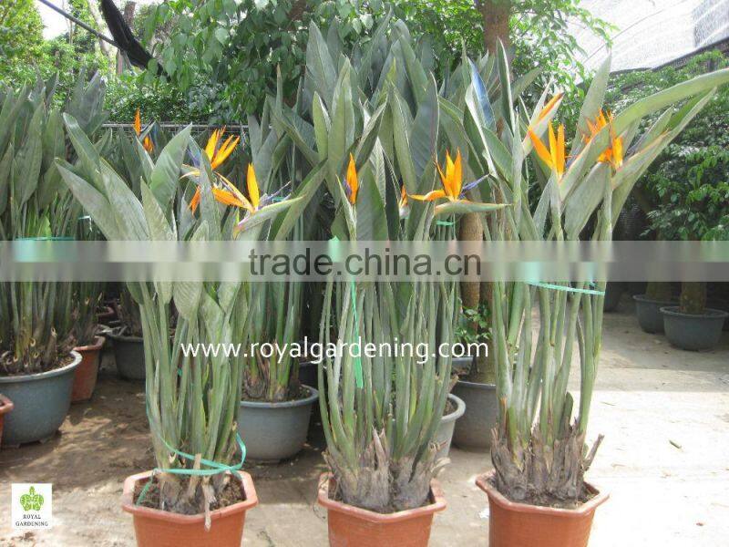 Strelitzia reginae Bird Of Paradise Crane Flower