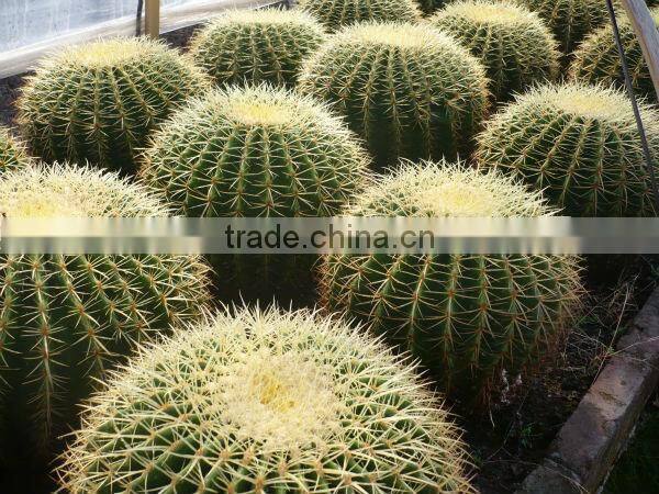 Echinocactus grusonii in box packing