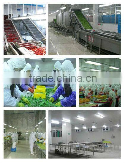 supply grade A frozen fresh broccoli florets