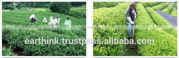 Made in Japan Kyoto Uji organic matcha green tea powder middle or low grade Japanese tea powder 30g bag