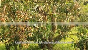 Vietnam Amazing Longan