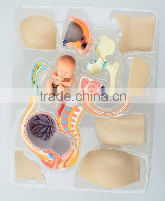 V-HM02 4D MASTER The parent organization of human uterus with the fetus assembled model