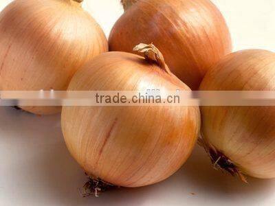 Fresh yellow onion for hot sale