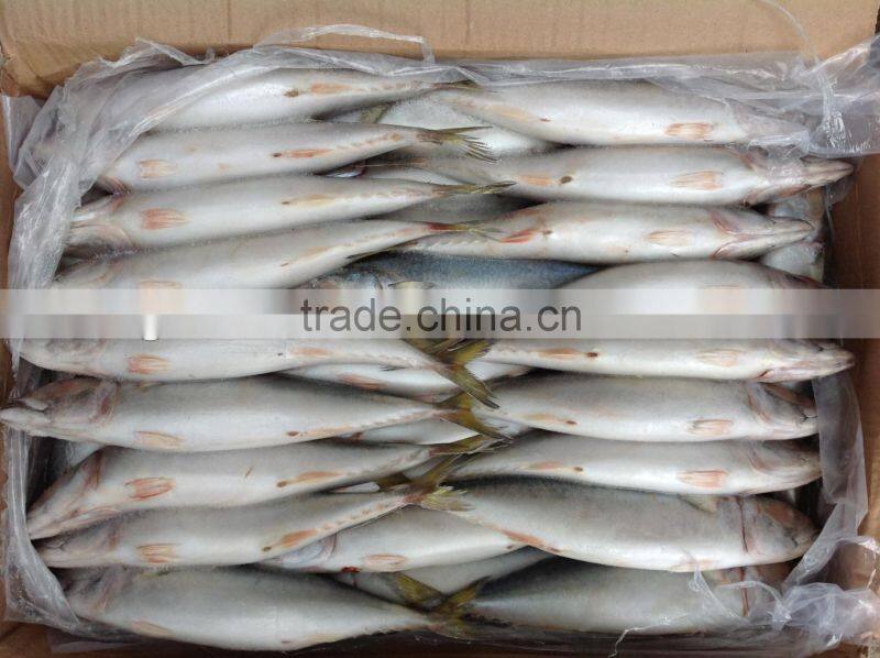 Frozen mackerel 6-8pcs/kg newly processed in China