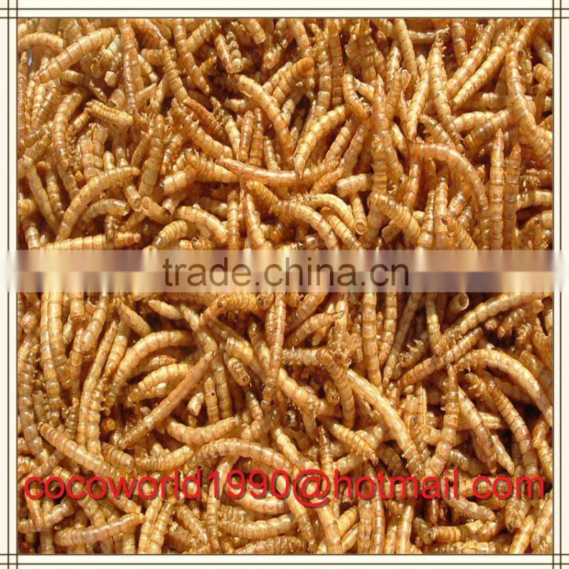 dried mealworms recipes by the pound storage