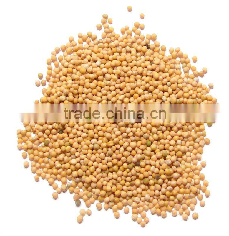 Mustard seeds supplier