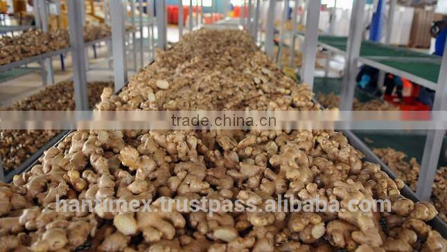 FRESH GINGER 200G UP FOR ALL MARKET