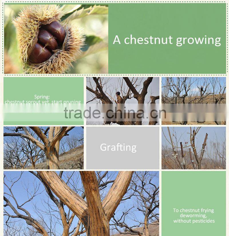 New Crop Fresh Shandong chestnuts