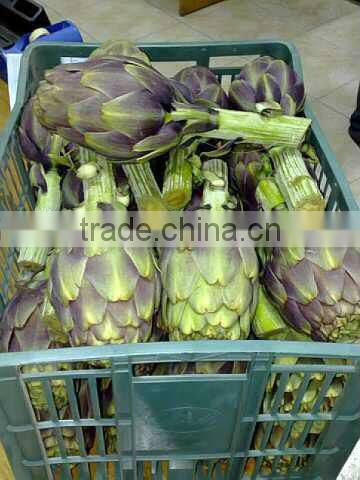 Frozen Artichokes ( French seeds & planted in Egypt )