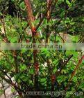 China Qingdao Supplies Best Quliaty And 100% natural giant knotweed extract powder