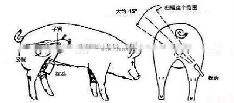 Veterinary Digital Handheld Ultrasound Scanner