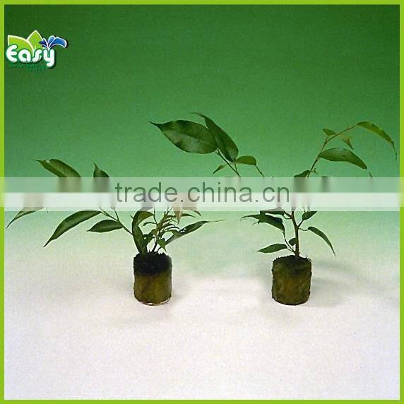 20cm Starter Plugs Cubes - rockwool hydroponic grow media. Propagation Cloning Rockwool Cubes