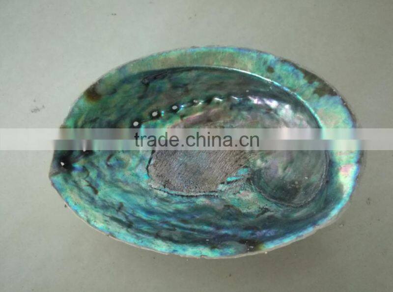Green new zealand paua abalone shell raw material